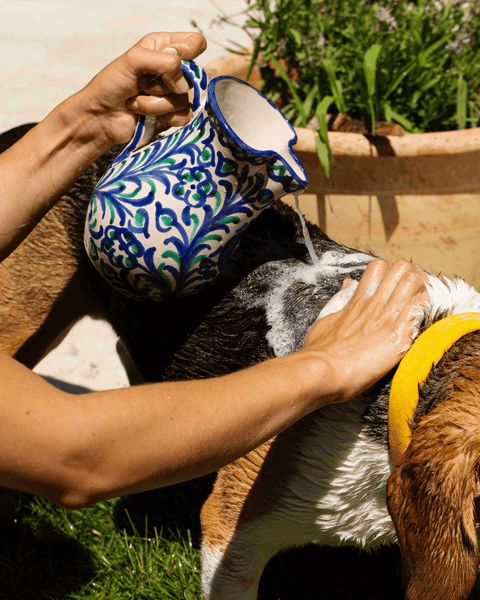 Champú suave para mascotas pieles sensibles: Pequeño